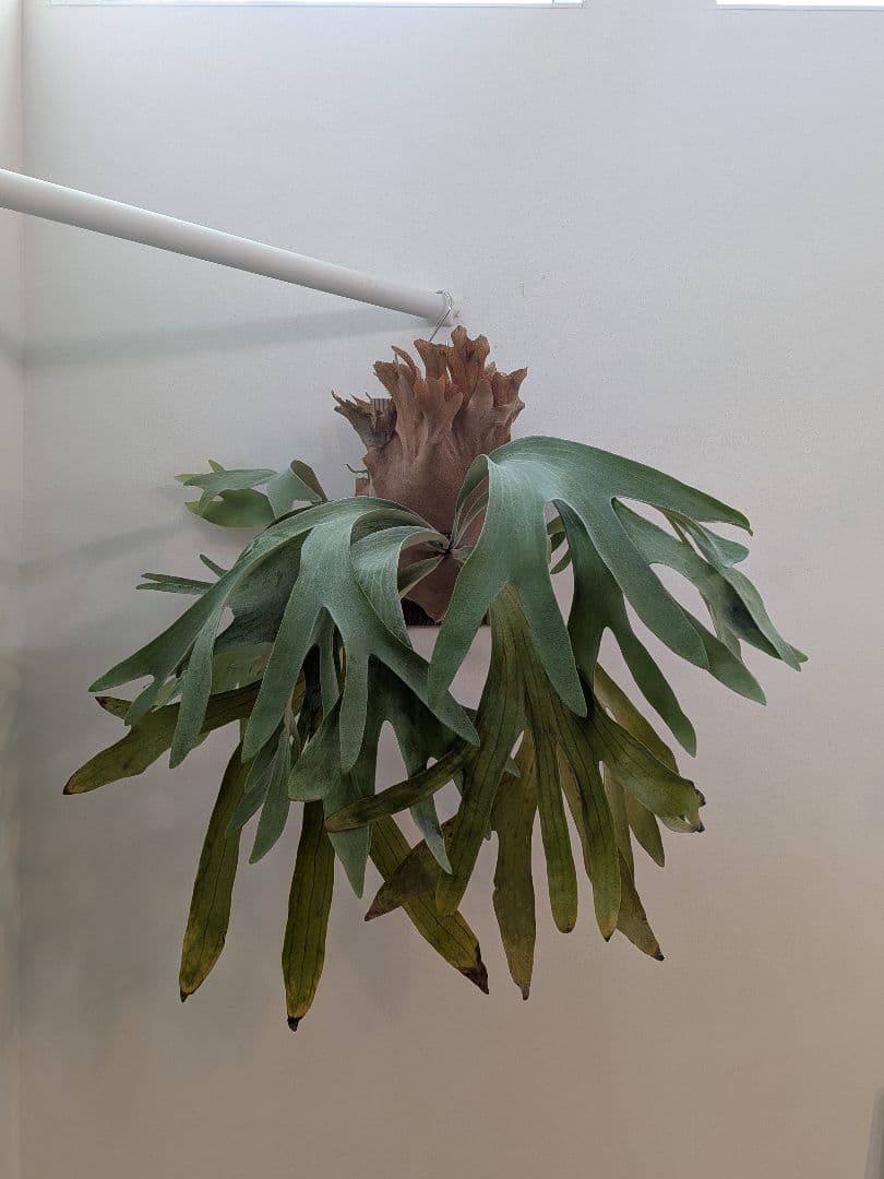 ビカクシダ 壁掛け用 観葉植物