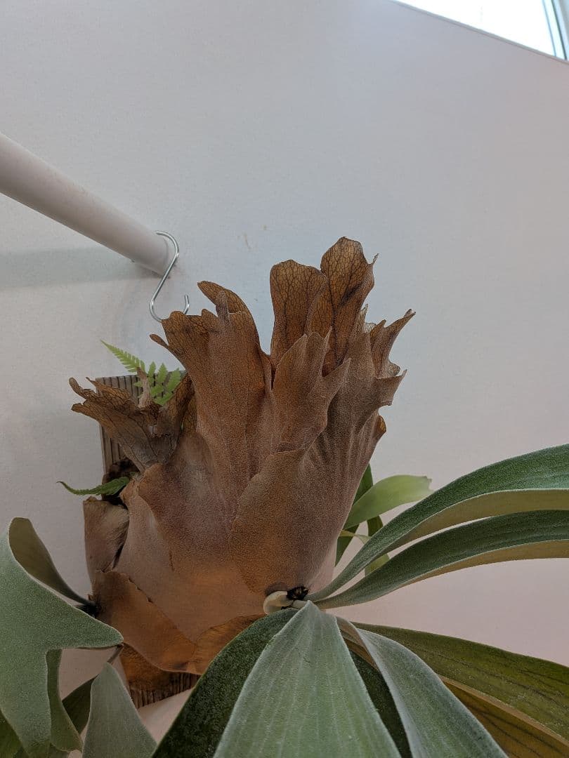 ビカクシダ 壁掛け用 観葉植物