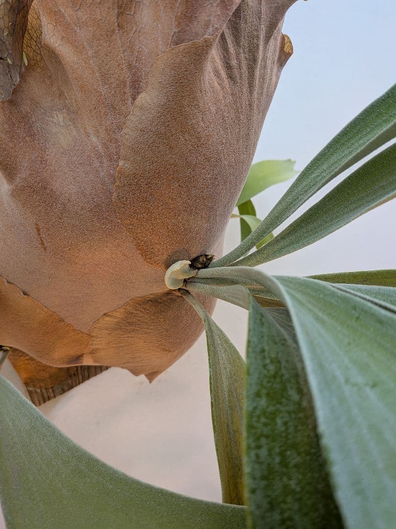 ビカクシダ 壁掛け用 観葉植物