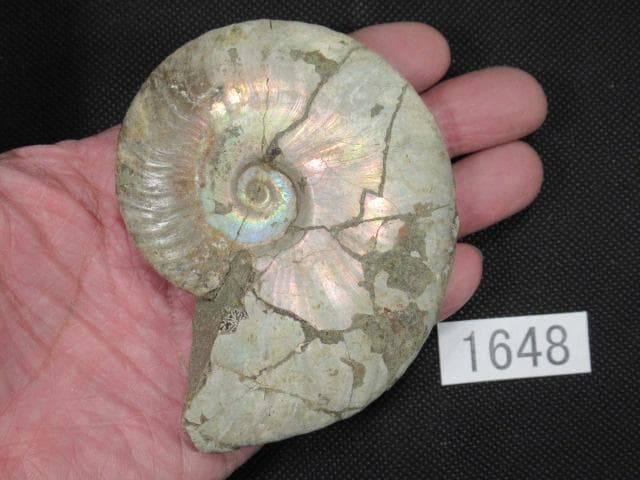 虹色 遊色 アンモナイト マダガスカル産 93mm No.1648