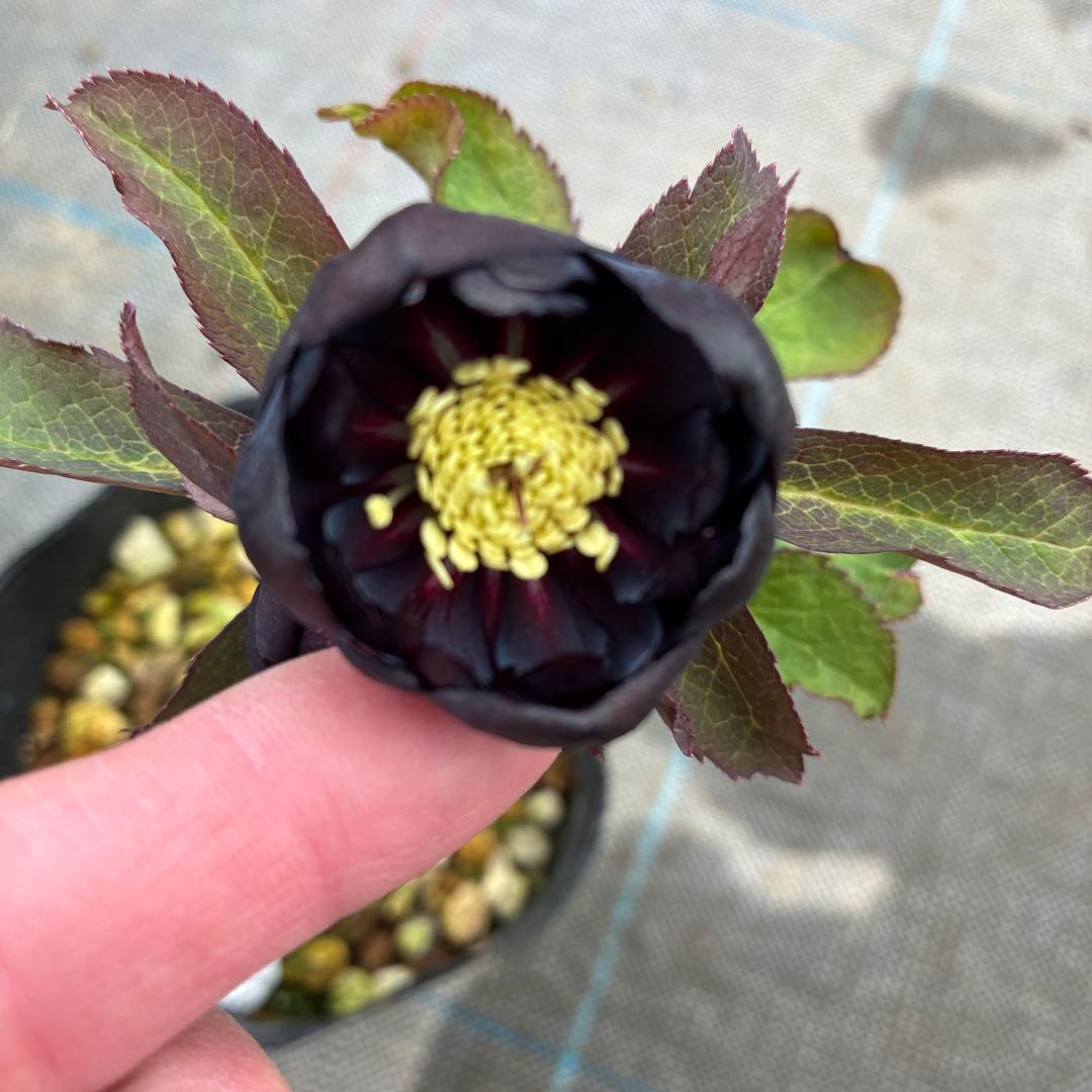 クリスマスローズ　ブラックフラッシュカップ咲き　珍しい？　4.5寸