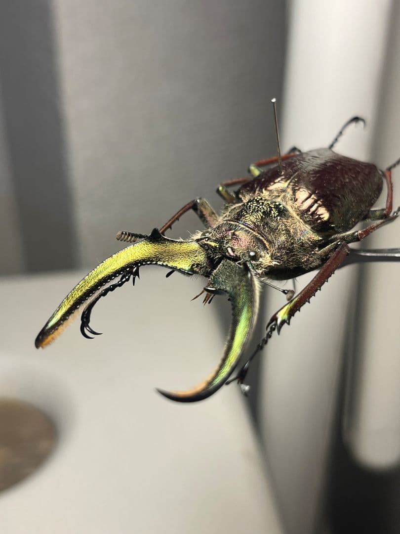 【顎YELLOW】ギガンテウスシワバネクワガタ 昆虫標本 ニジイロクワガタ