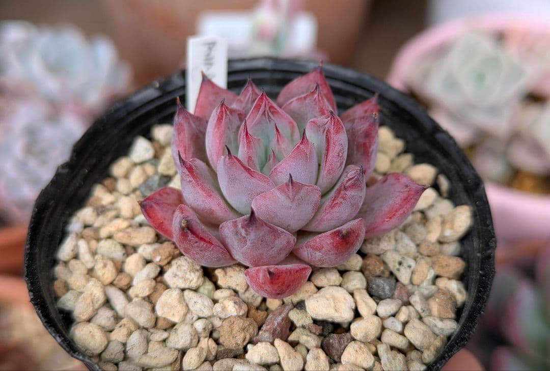 アランフェス Aranjuez パクさん 韓国苗 花歌農場 多肉植物