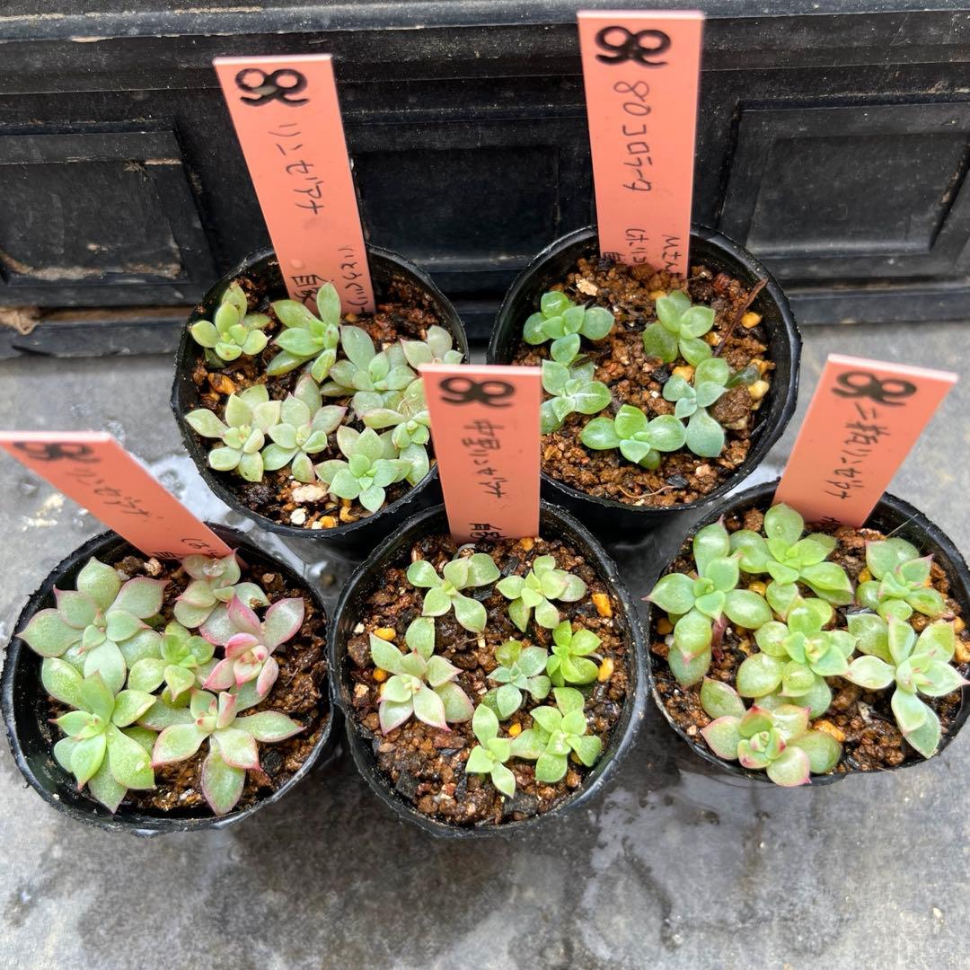 M*i様 2025実生苗セットt❤️　4センチポット