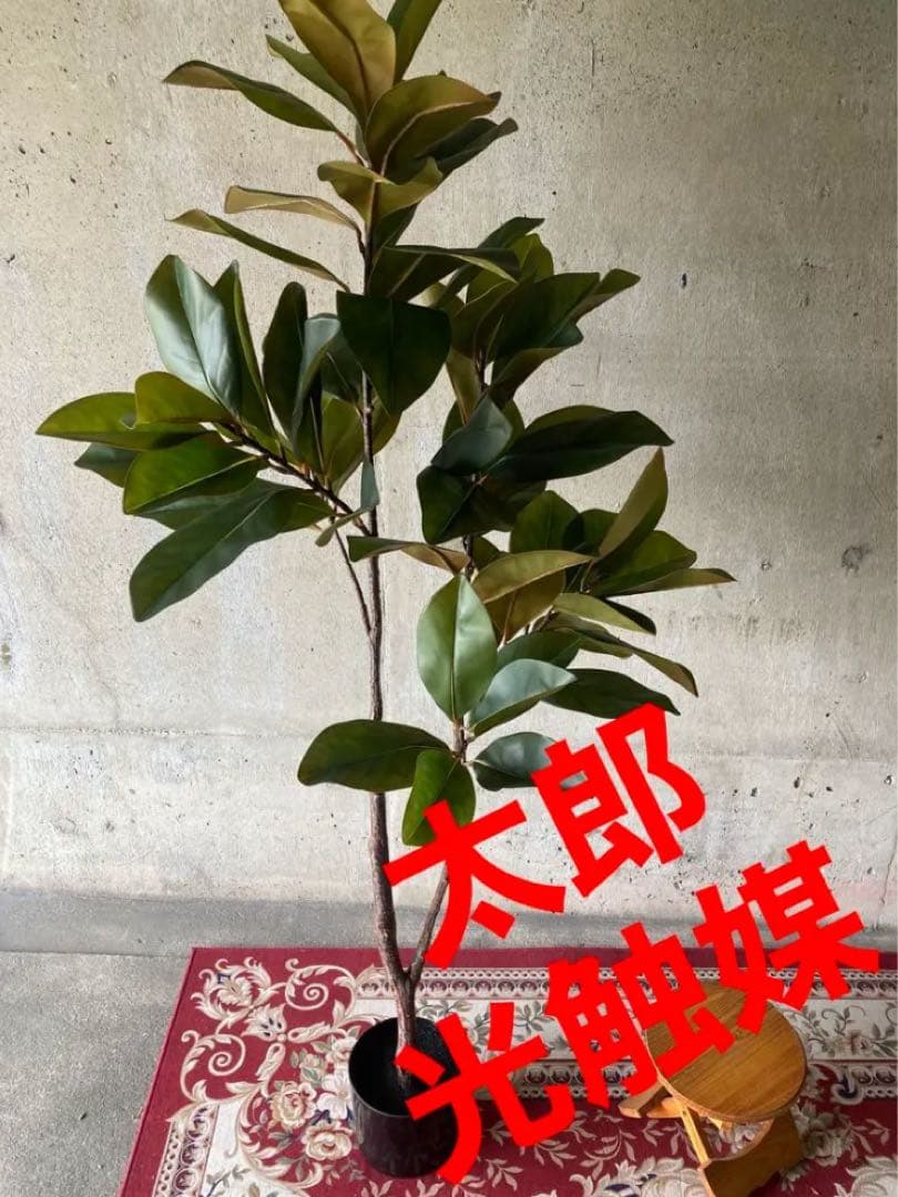 光触媒　人工観葉植物　ウォールグリーン　フェイクグリーン　マグノリアツリー15