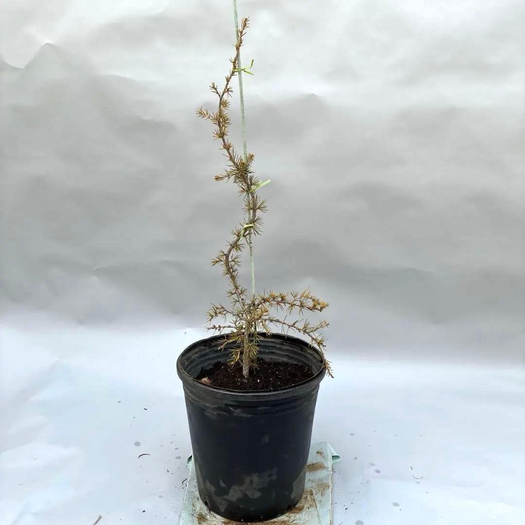 アトラスシーダー　グラウカ　ペンデュラ