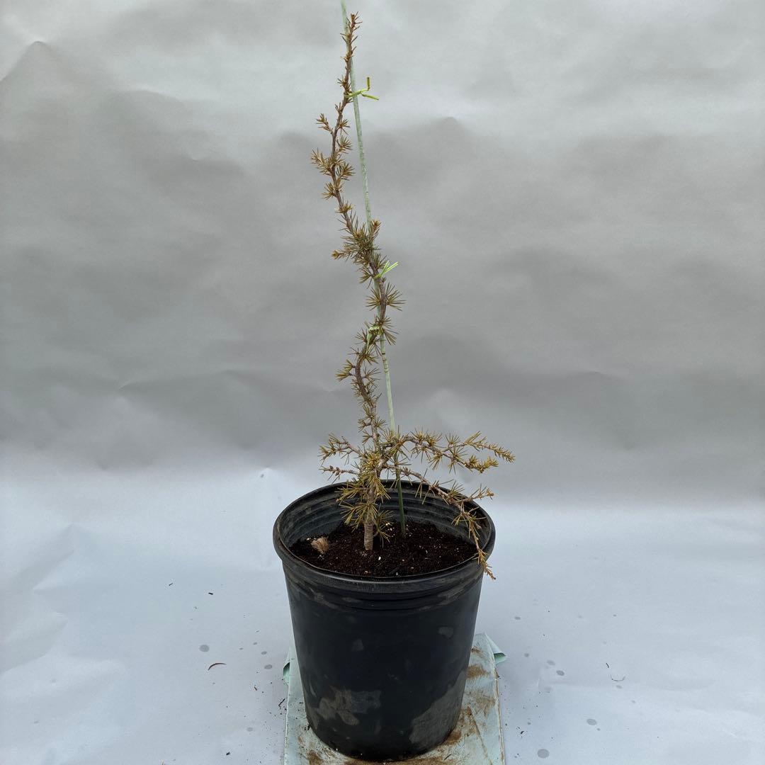 アトラスシーダー　グラウカ　ペンデュラ