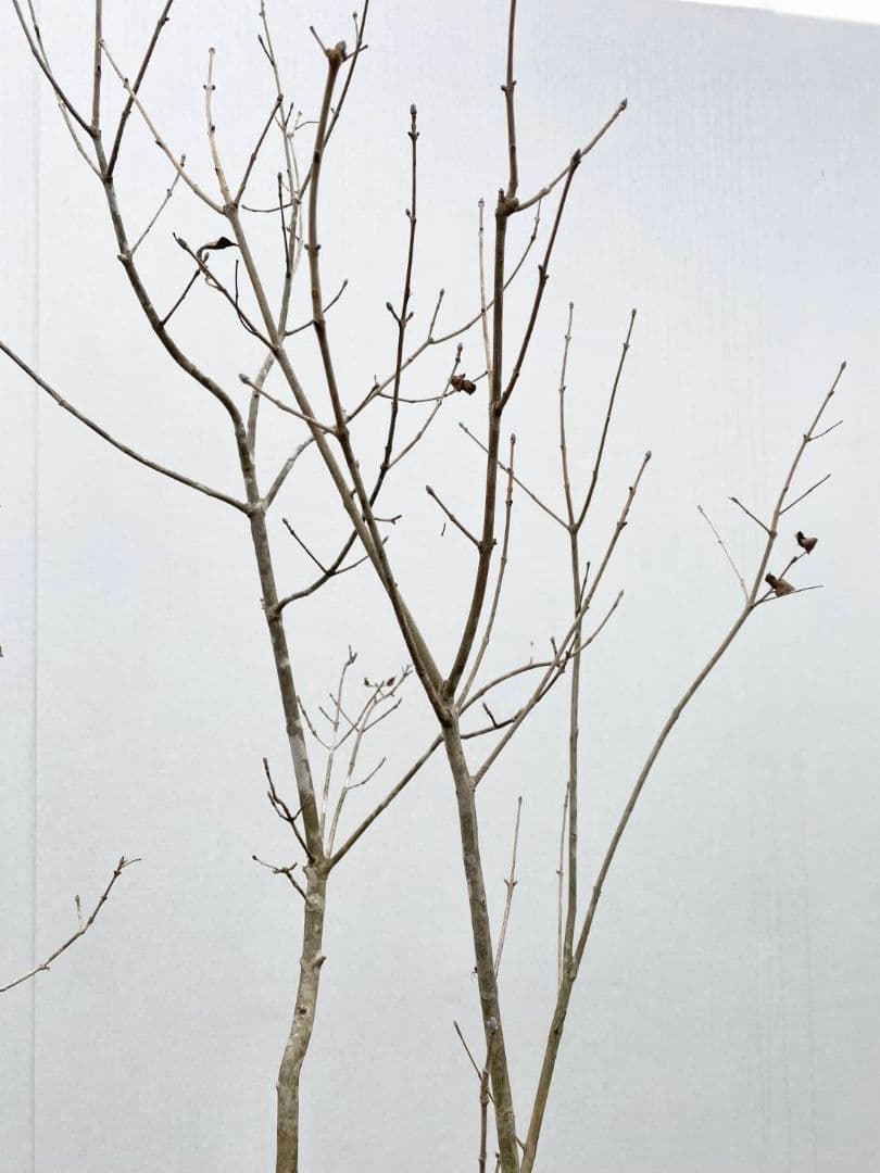 アオダモ　株立ち　/896 着払い品