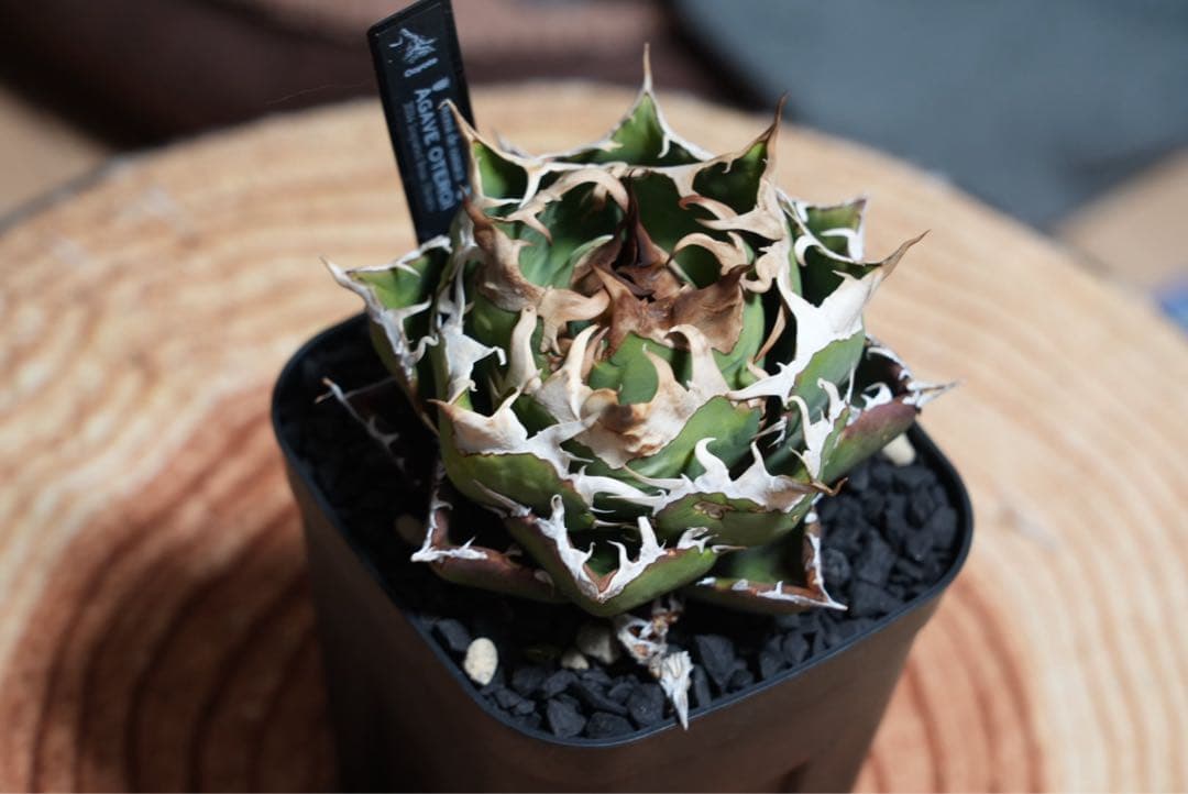 オアハカオテロイ現地球 厳選株 Coyote 子株