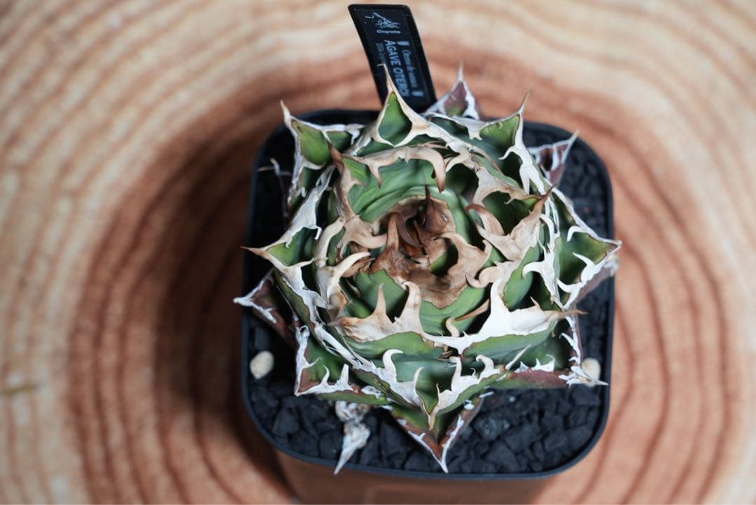 オアハカオテロイ現地球 厳選株 Coyote 子株