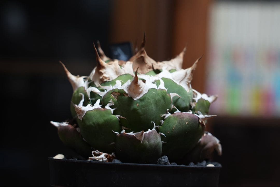 オアハカオテロイ現地球 厳選株 Coyote 子株