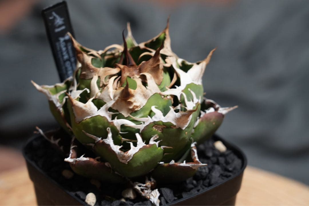 オアハカオテロイ現地球 厳選株 Coyote 子株