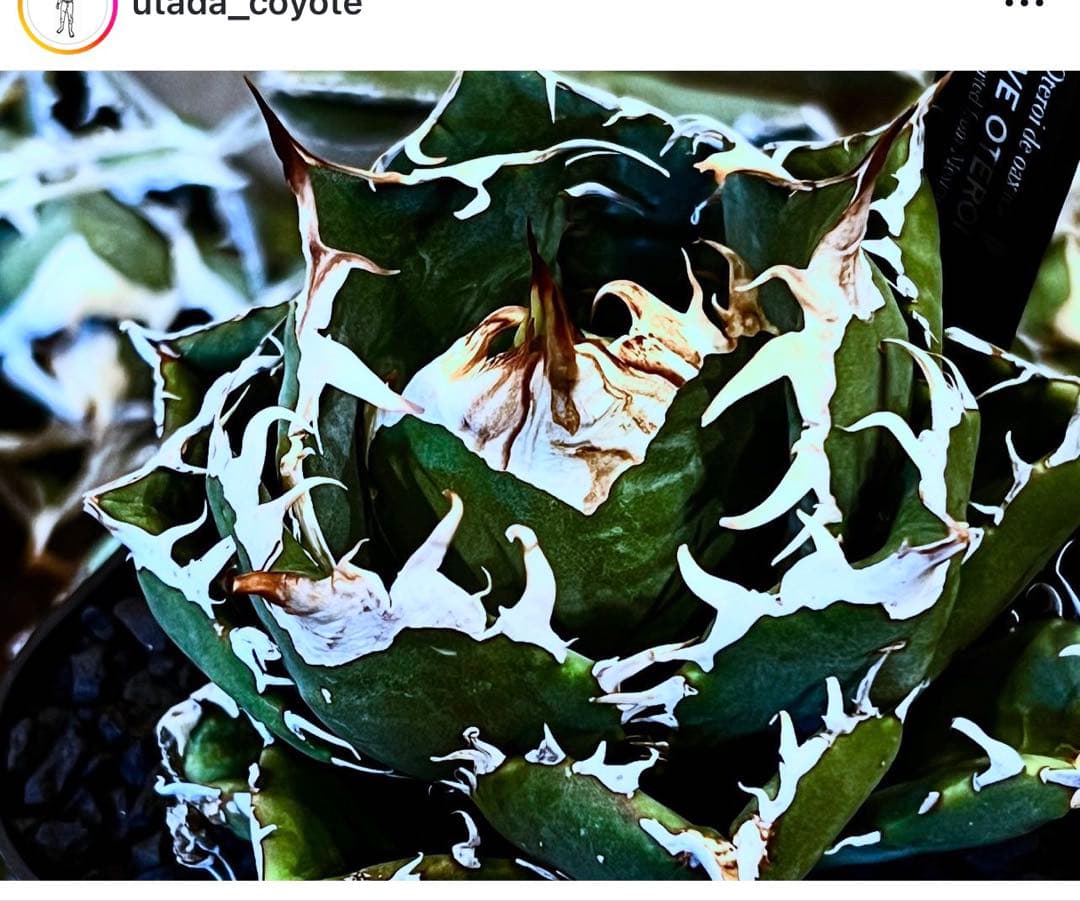 オアハカオテロイ現地球 厳選株 Coyote 子株