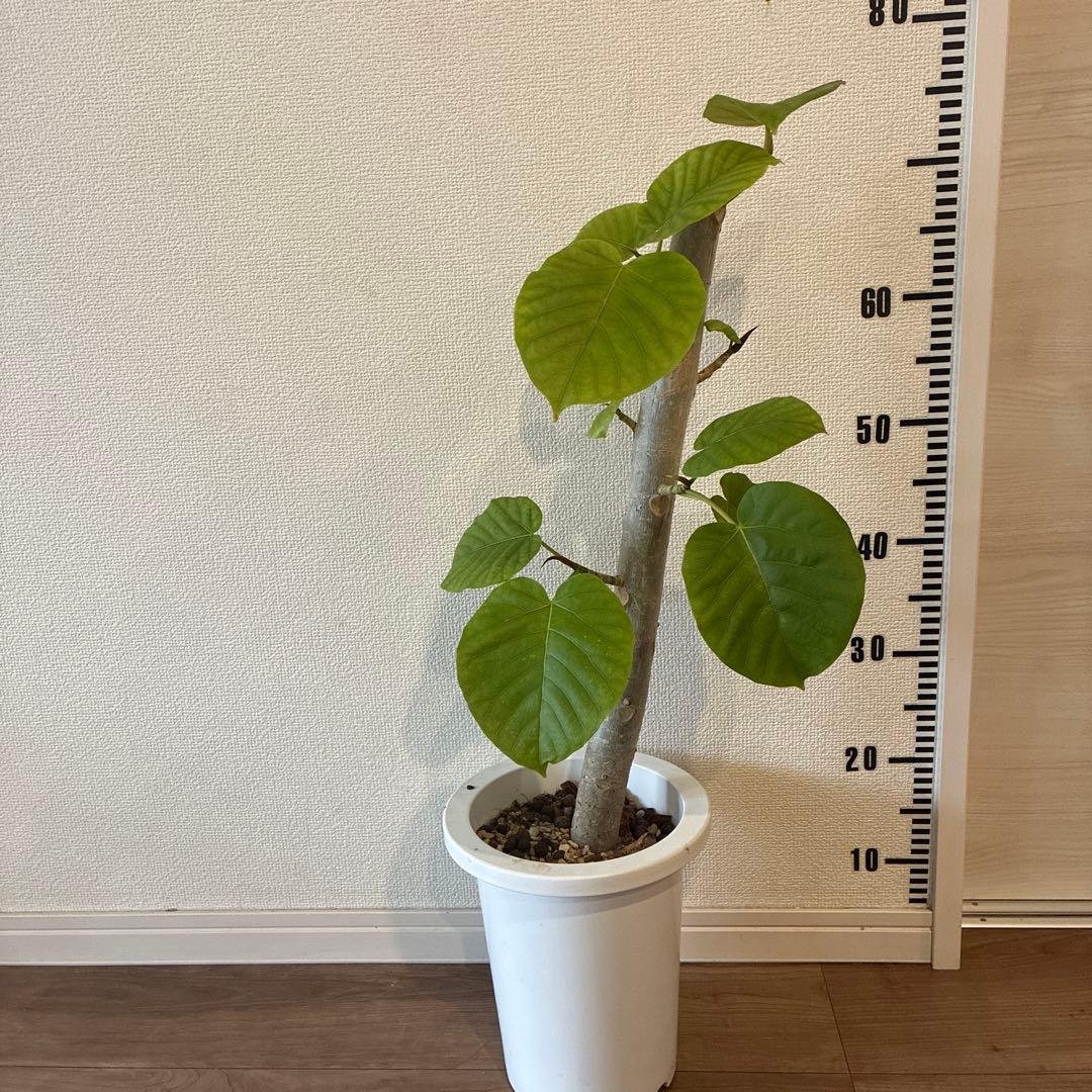 フィカス 約70cm ハート型葉　ウンベラータ　太幹