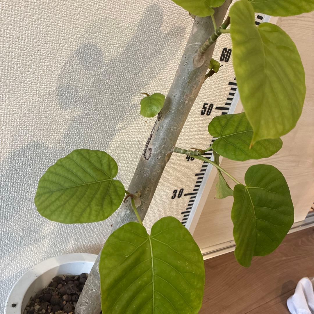 フィカス 約70cm ハート型葉　ウンベラータ　太幹