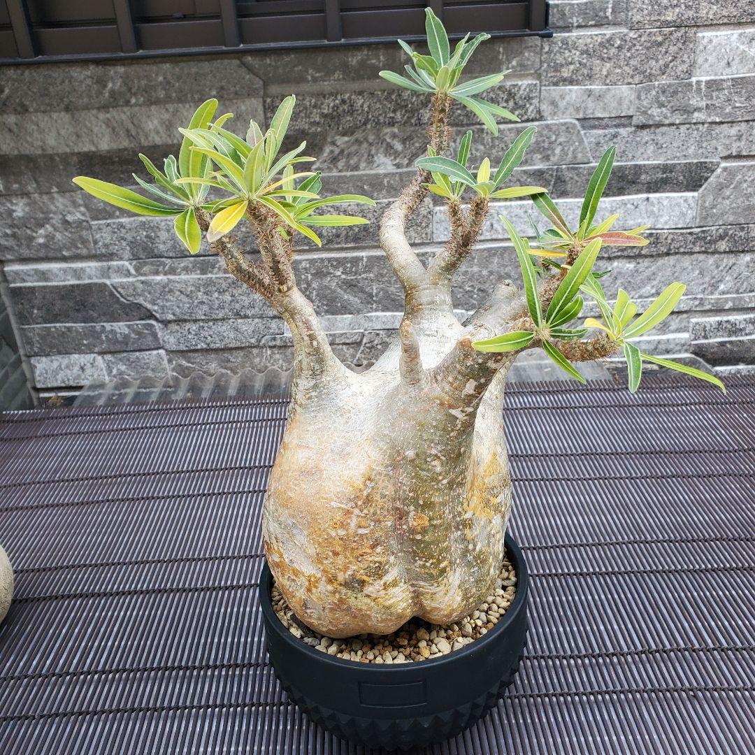 パキポディウム・グラキリス ボタナイズ 現地球 発根済 115c1