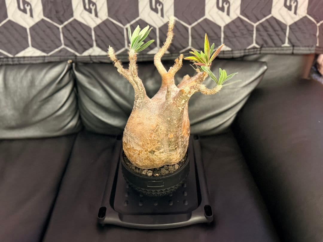 パキポディウム・グラキリス ボタナイズ 現地球 発根済 115c1