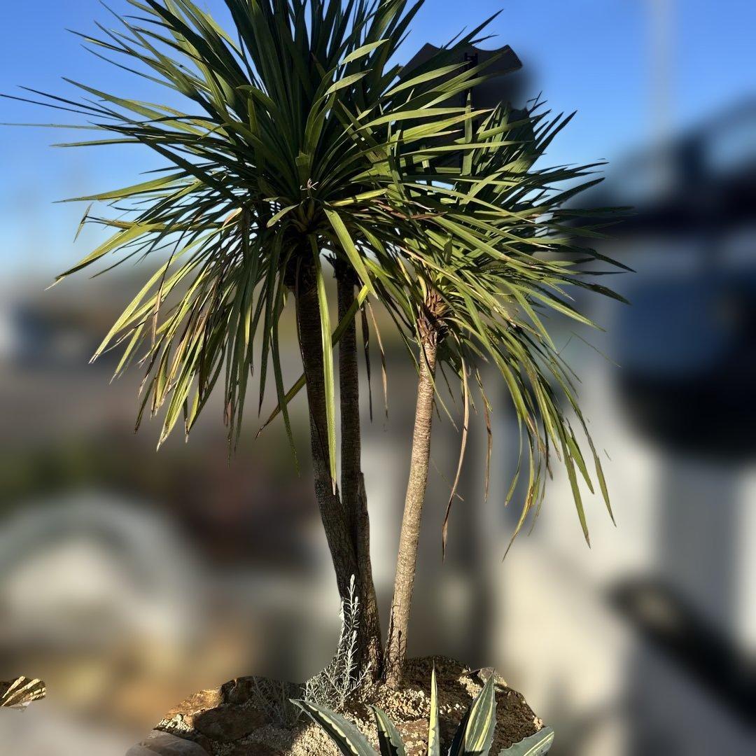 ニオイシュロラン　ドラセナ　引き取り限定　茨城県