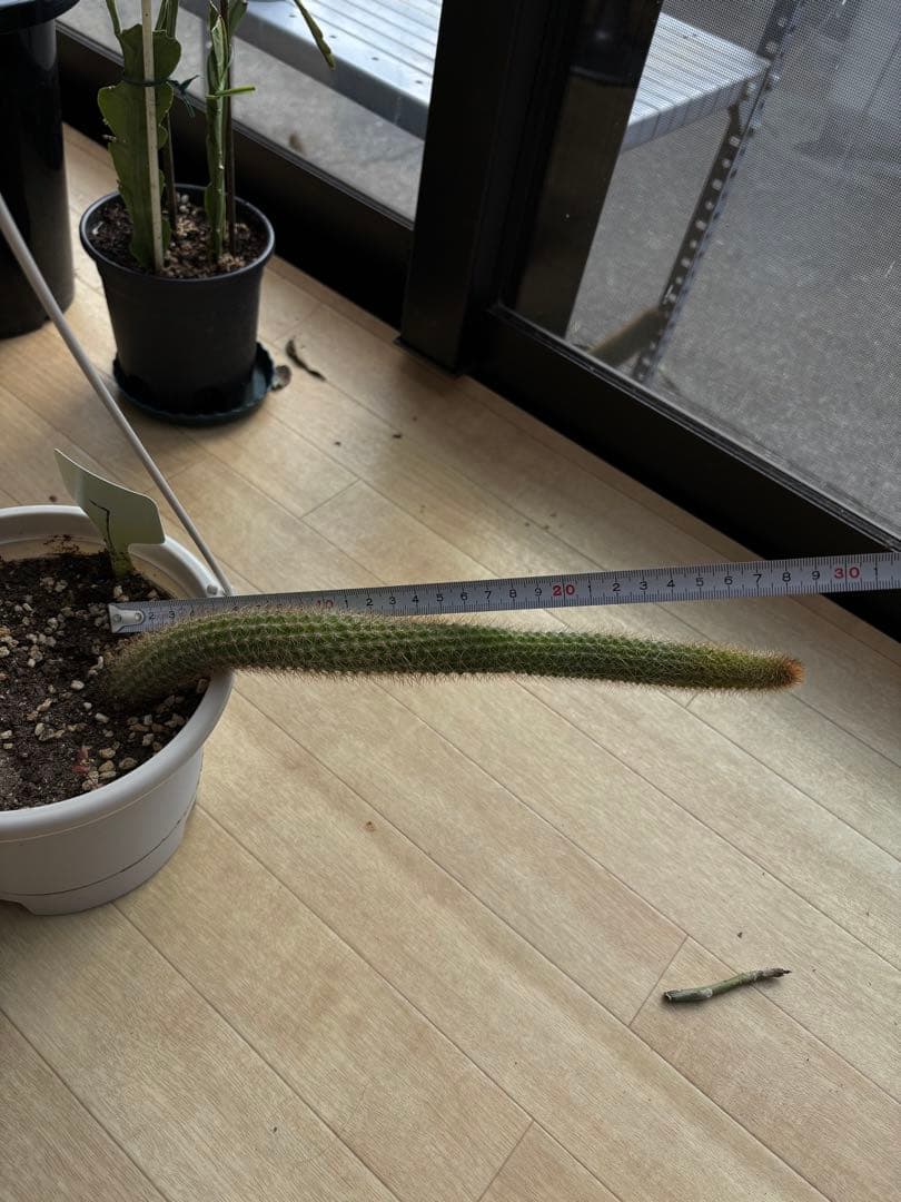 多肉植物　花サボテン　金紐シリーズ 黄水晶