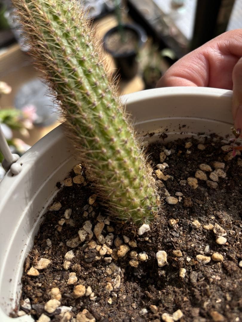 多肉植物　花サボテン　金紐シリーズ 黄水晶