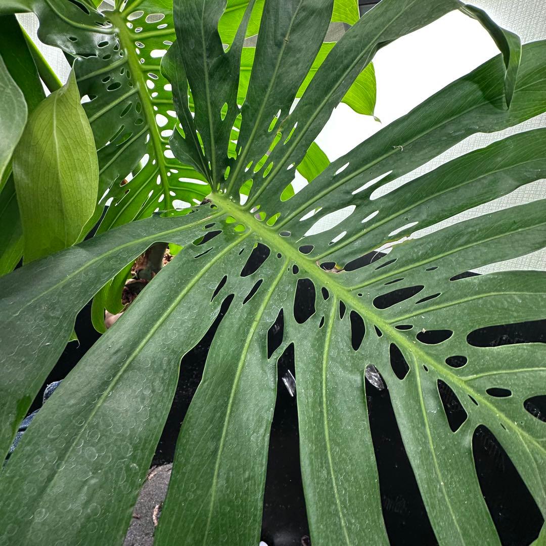 モンステラデリシオーサマクロコズム超希少系統鉢植え105㎝