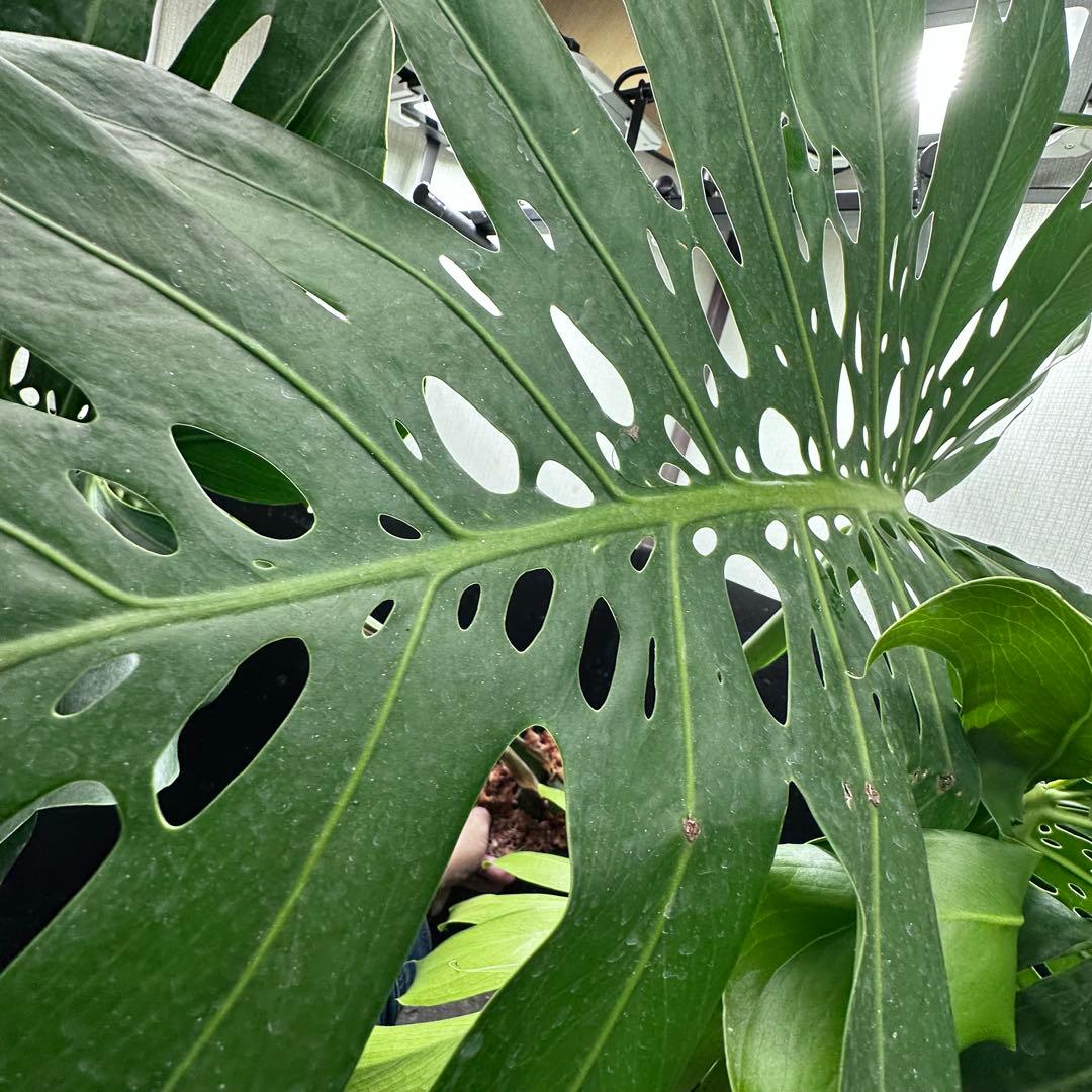 モンステラデリシオーサマクロコズム超希少系統鉢植え105㎝