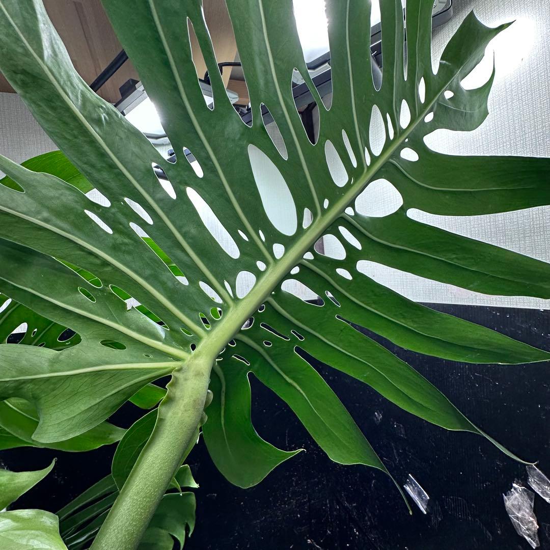 モンステラデリシオーサマクロコズム超希少系統鉢植え105㎝
