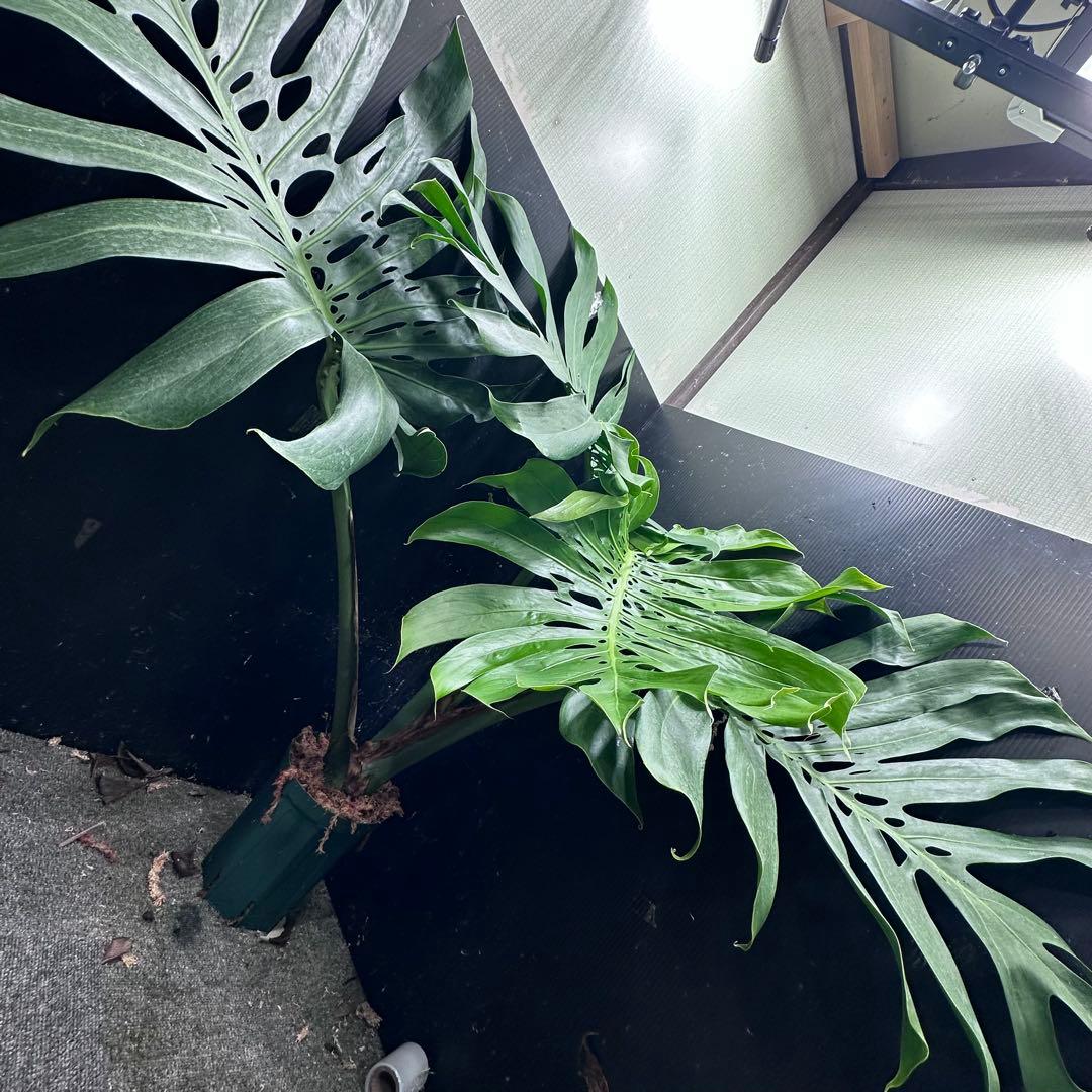 モンステラデリシオーサマクロコズム超希少系統鉢植え105㎝