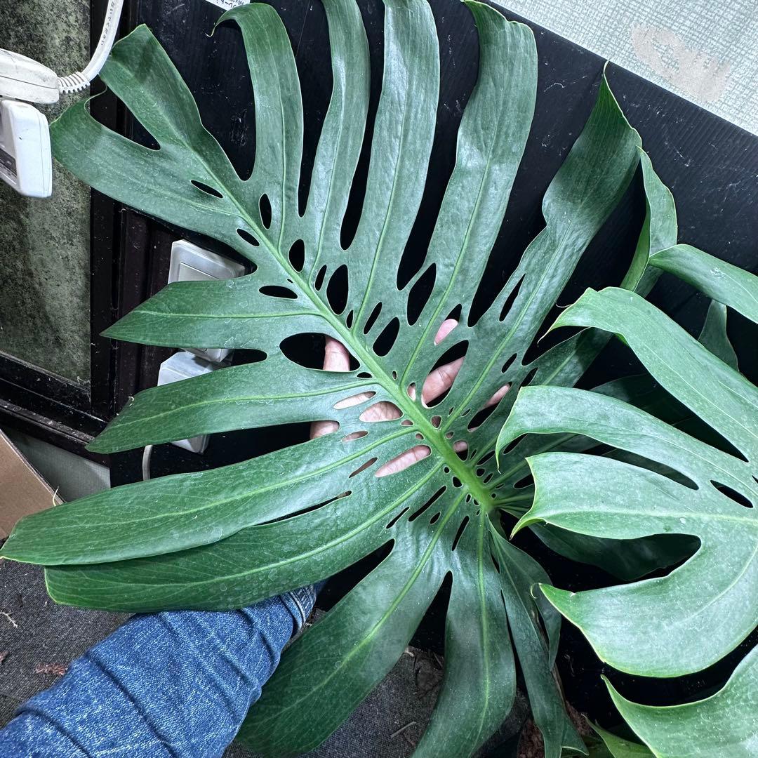 モンステラデリシオーサマクロコズム超希少系統鉢植え105㎝