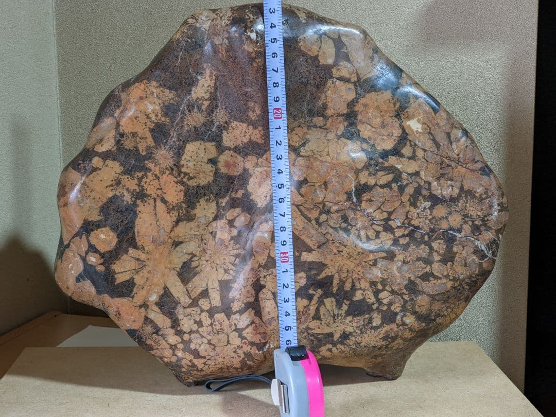 ♦昭和レトロ レア物 岐阜県 根尾谷産 菊花石 鑑賞石 天然記念物 骨董品年代物