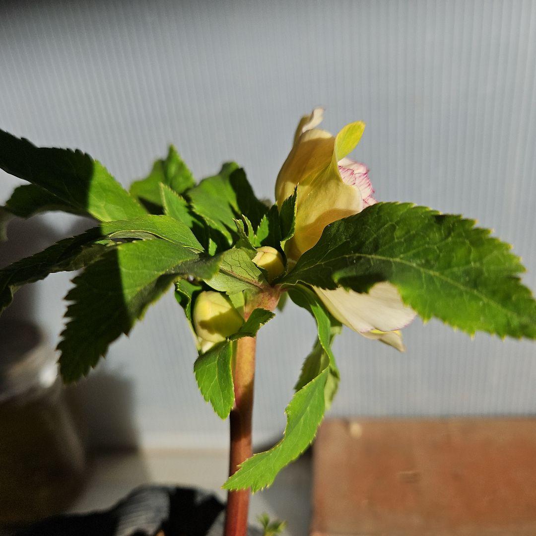 幸せウサギ様ご購入苗㉖-249㉖-276クリスマスローズ