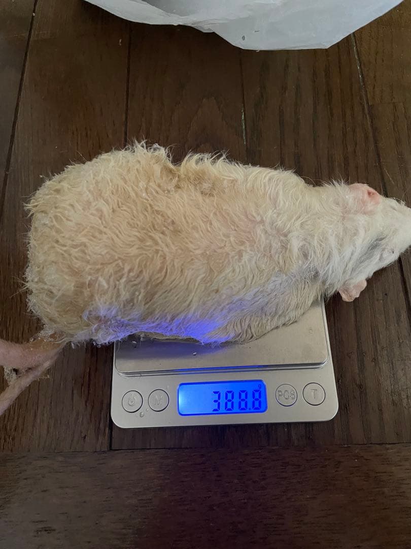 冷凍ラットマウス 20匹