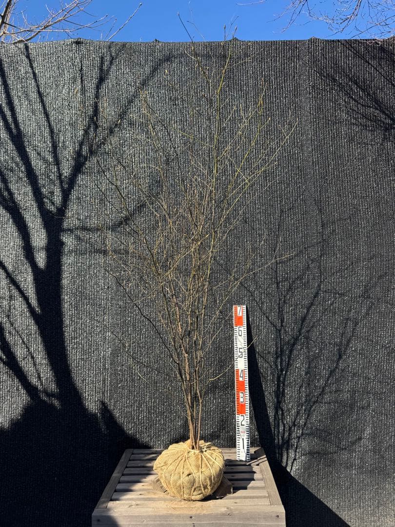 クロモジ　山採り　【品番3535】