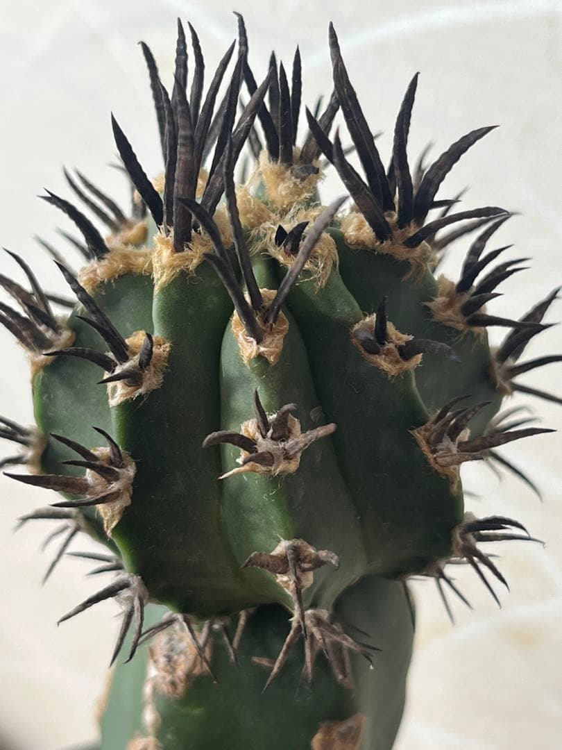 短刺大鳳玉　実生ツギ