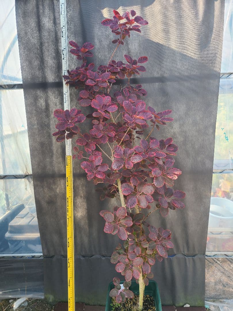 NO1スモークツリーロイヤルパープル接木高さ170cm