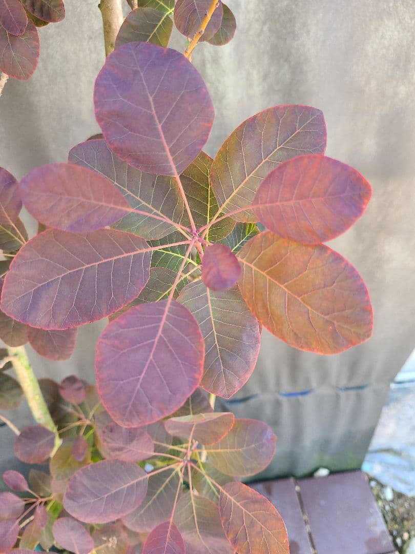 NO1スモークツリーロイヤルパープル接木高さ170cm