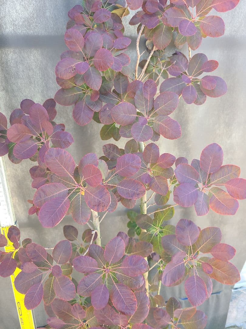 NO1スモークツリーロイヤルパープル接木高さ170cm