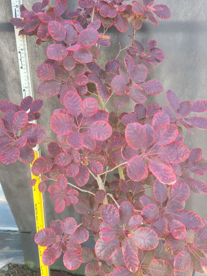 NO1スモークツリーロイヤルパープル接木高さ170cm