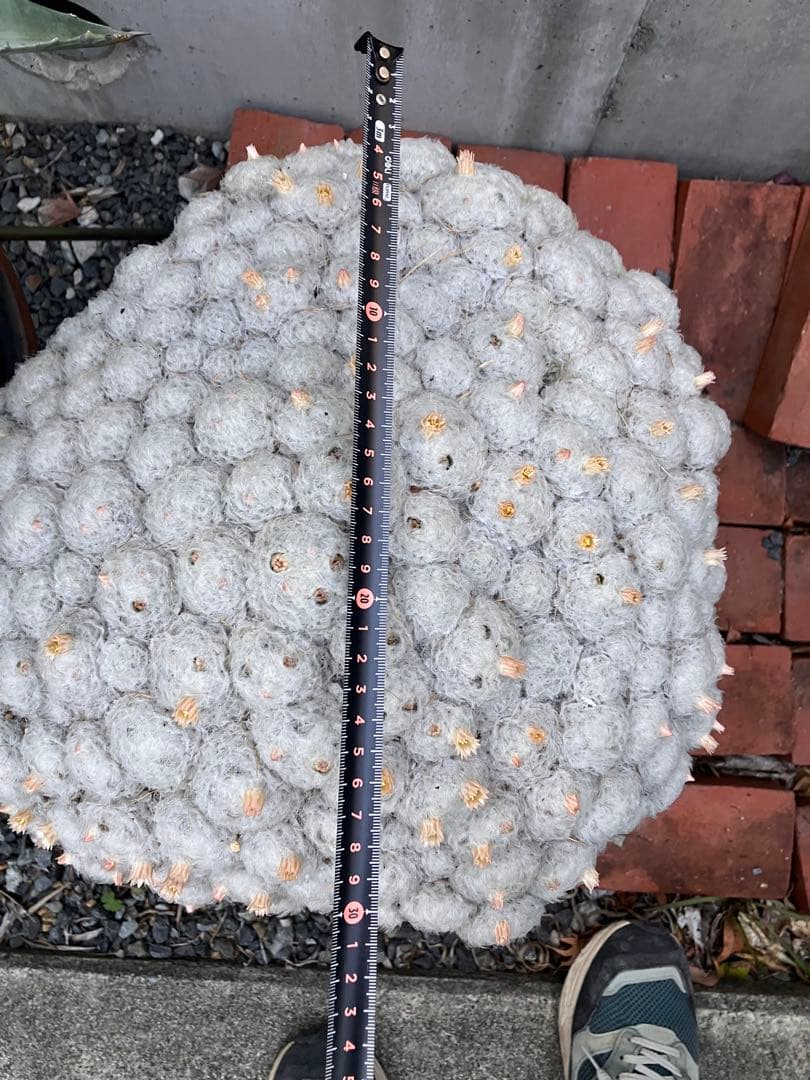 大型 群生サボテン（マミラリア属？・白毛タイプ）鉢付き