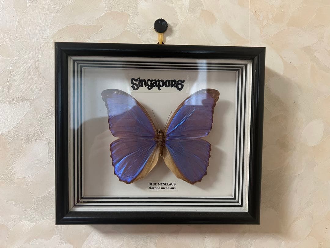 【O-982】蝶 標本 メネラウスモルフォ アオスジアゲハ リュウキュウムラサキ