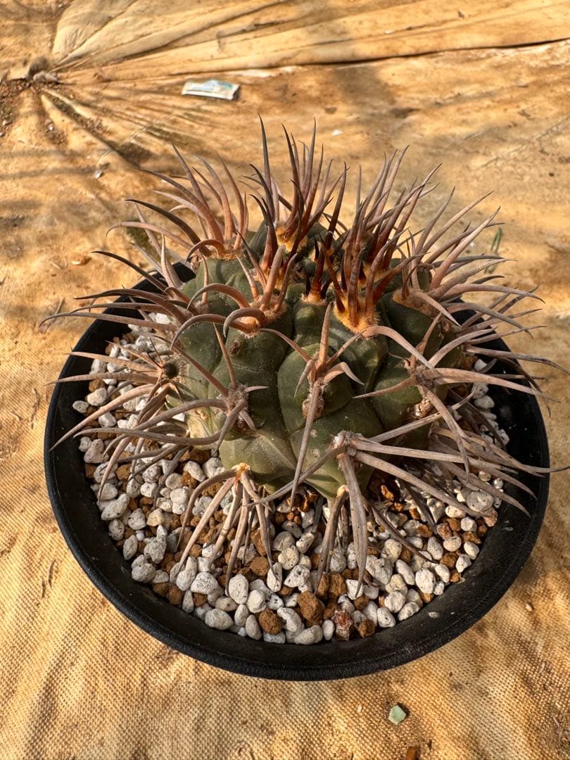 守金魔天竜　キリン台付　サボテン