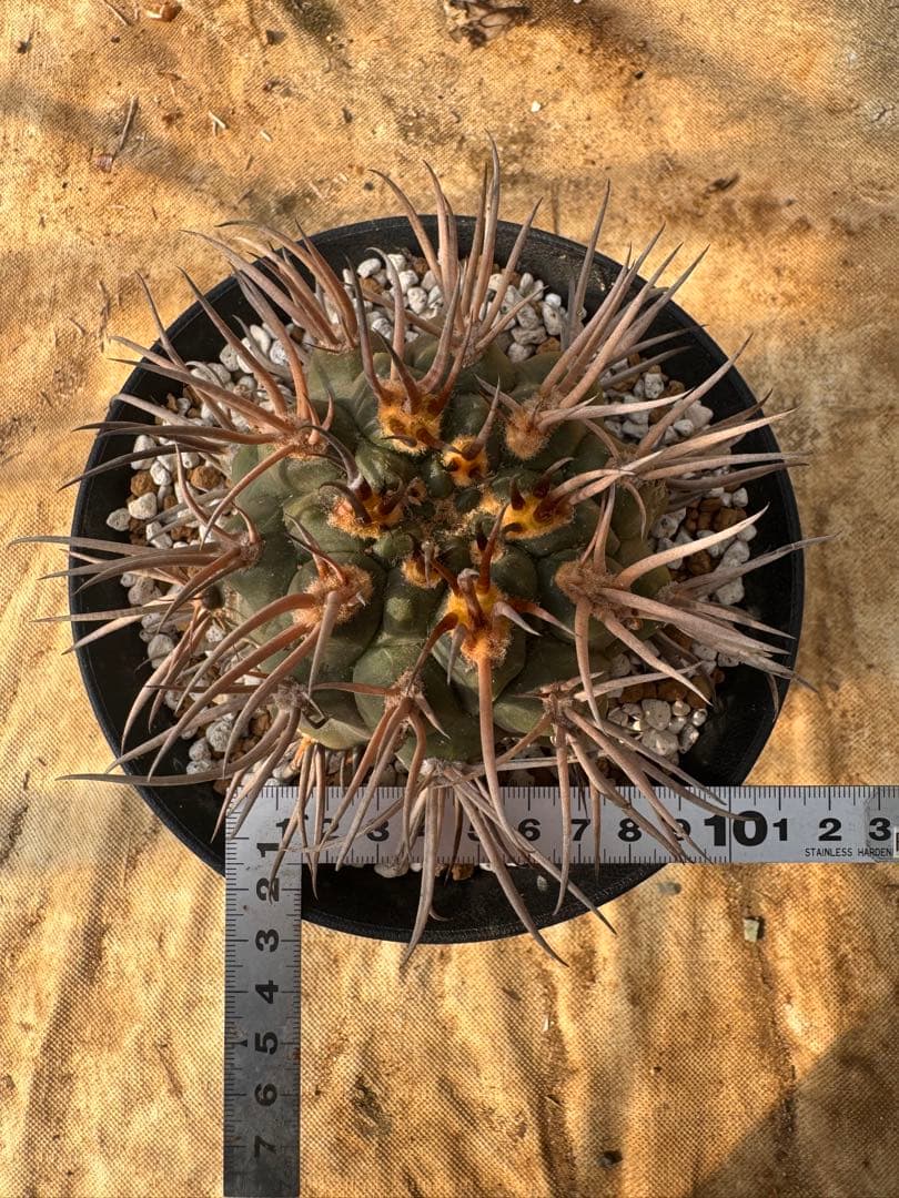 守金魔天竜　キリン台付　サボテン