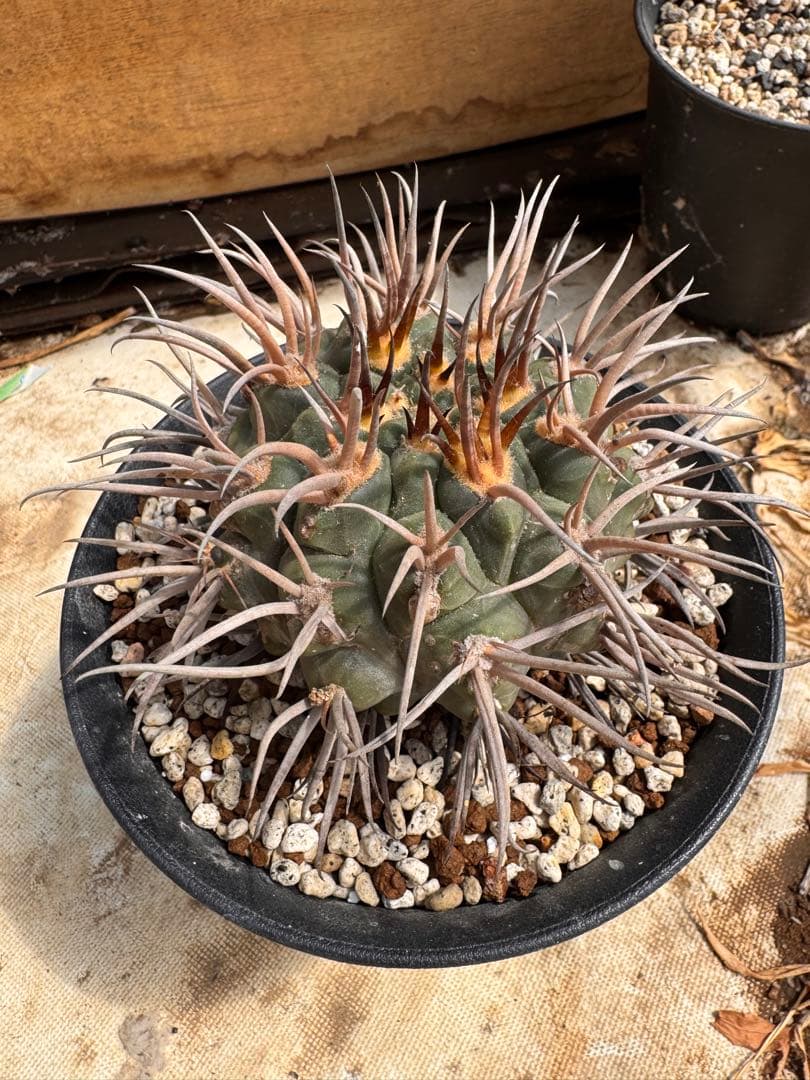 守金魔天竜　キリン台付　サボテン