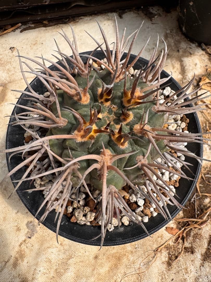 守金魔天竜　キリン台付　サボテン