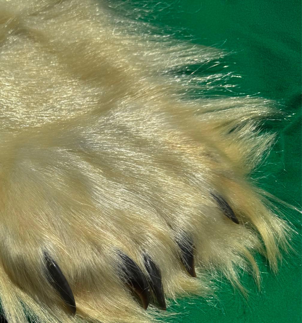 シロクマ　剥製カーペット