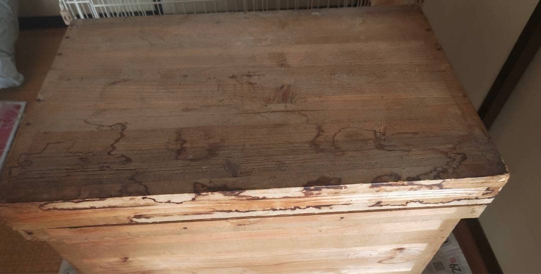 シロクマ　剥製カーペット