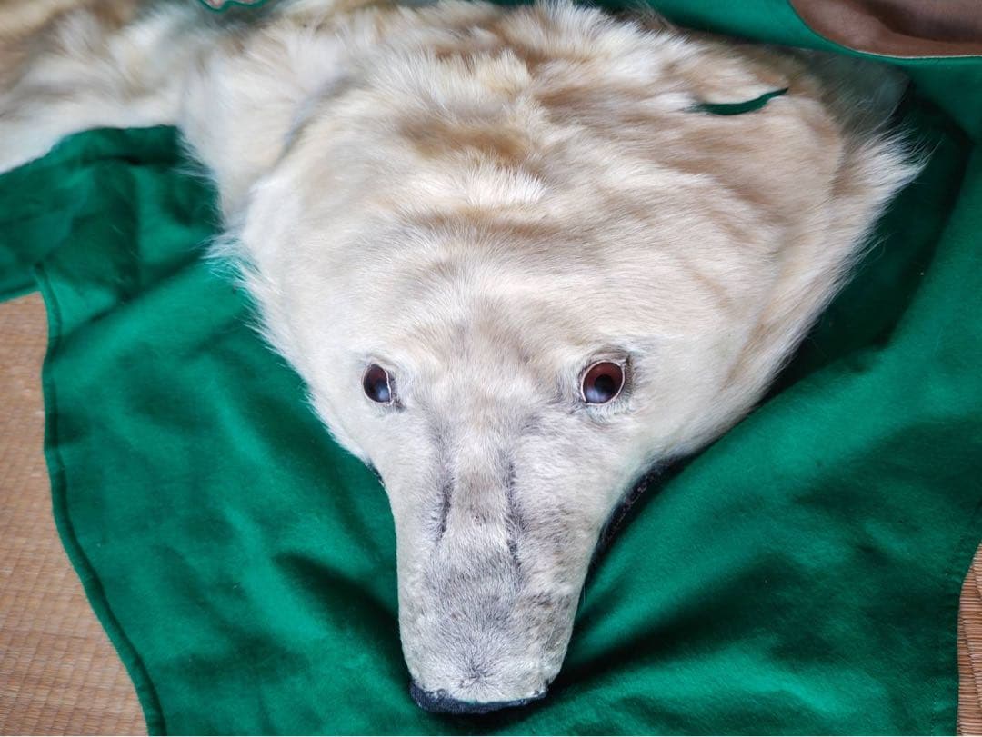 シロクマ　剥製カーペット