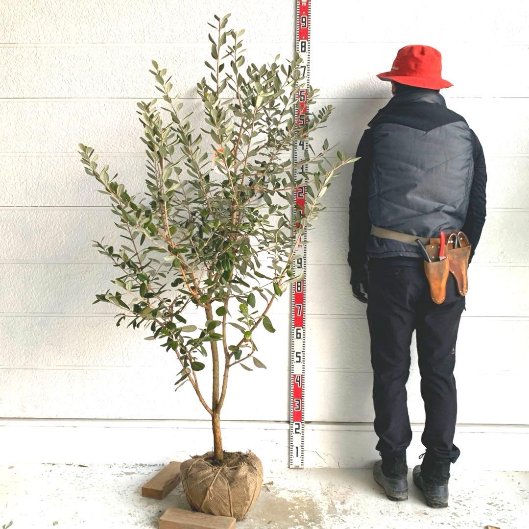 フェイジョア　約:170cm 大株　品種不明　常緑樹　果樹苗　苗木　48