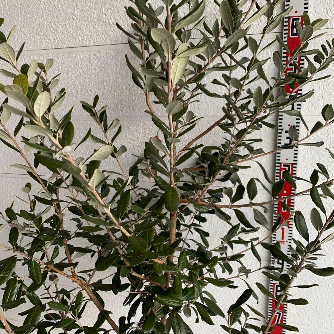 フェイジョア　約:170cm 大株　品種不明　常緑樹　果樹苗　苗木　48