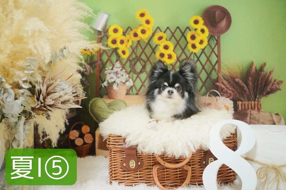 背景布×7+1　ペット撮影用ブース　トリミングチョーカー販売中　　夏　秋　お正月